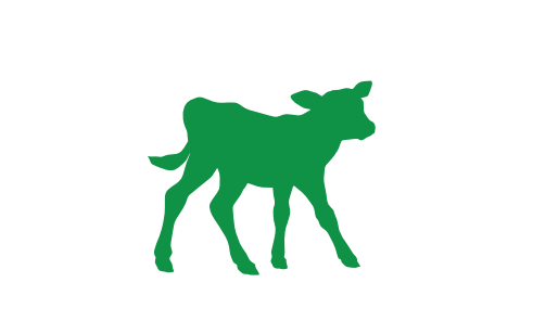 vaca