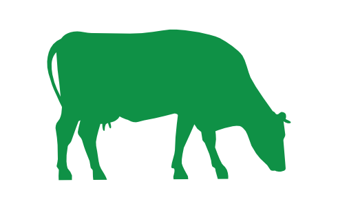 vaca